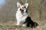 CORGI PEMBROKE 516
